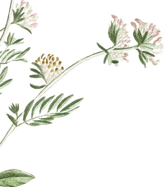 Ornament