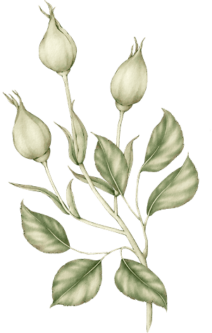 Ornament